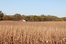 corn field barn