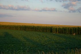 A corn field at sunset.