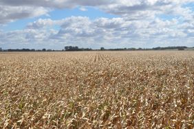 A corn field near harvest.