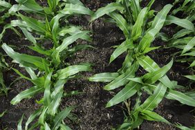 A bird's eye view of a corn field.