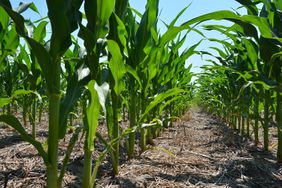 A row of corn.