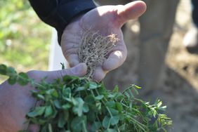 A close-up of cover crop roots.