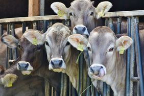 Cows in a pen looking at camera.