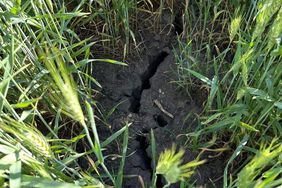 A large crack in the soil on a Kansas winter wheat farm