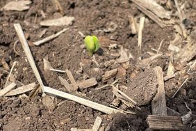 Kelly Garrett's earliest planted 2022 soybeans just emerging out of the brown soil with corn residue