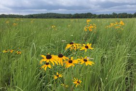 Wildflowers bloom on CRP land in Iowa