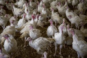 Turkeys in a turkey barn.