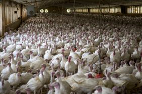 A large turkey barn.