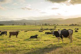 Dairy Cows