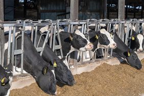 Dairy cows feeding