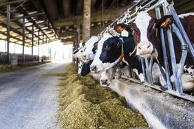 Dairy farm cows indoor in the shed