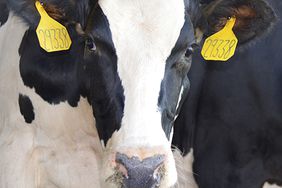 Holstein dairy cow with two yellow ear tags