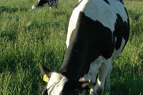 dairy cow