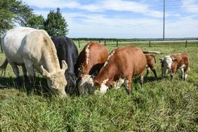 DairyCowGrazing-WideShot