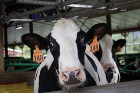 Dairy cow at Freunds farm