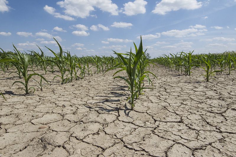 East-Central Brazil dry trends raise concerns for second corn crop