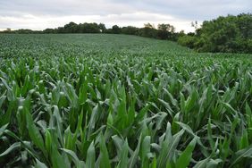 Corn field