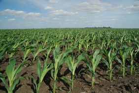 If needed, potassium fertilizer applications are a great way to get corn off to a good start.