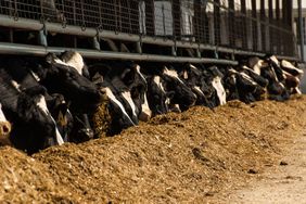 A line of dairy cattle eating at the feed bunk