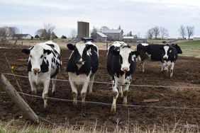 Dairy cows in eastern Iowa