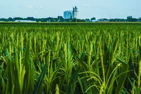 corn roots