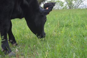 Black ow eats green grass out on pasture.