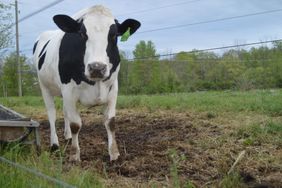 A Holstein on spring pasture