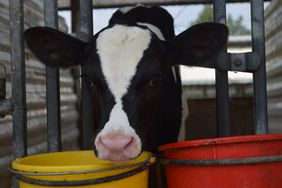 Holstein heifer calf in hutch with red and yellow feed buckets.