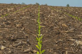 Corn seedlings