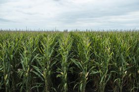 Corn Field