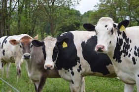 A tawny Jersey heifers stands with two black and white Holstein heifers