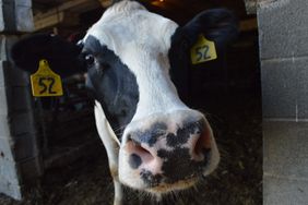 Holstein cow