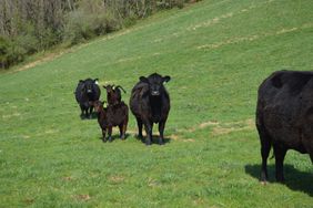 Angus cows with calves out on pasture.