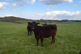 Three Black Angus yearlings on green summer pasture