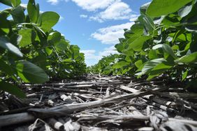 SCN-infested soybeans may look healthy, but roots tell a different story.