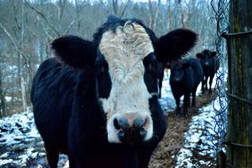 Black baldie cow in snow