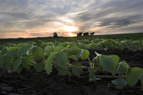 soybean_field_sunset