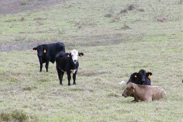 Cattle on Pu'u o Hoku Ranch