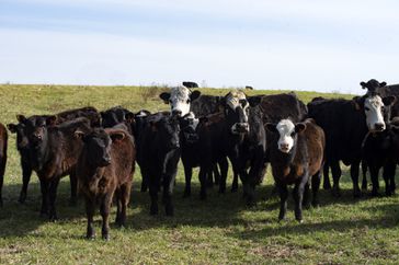 Herd-of-black-and-white-calves