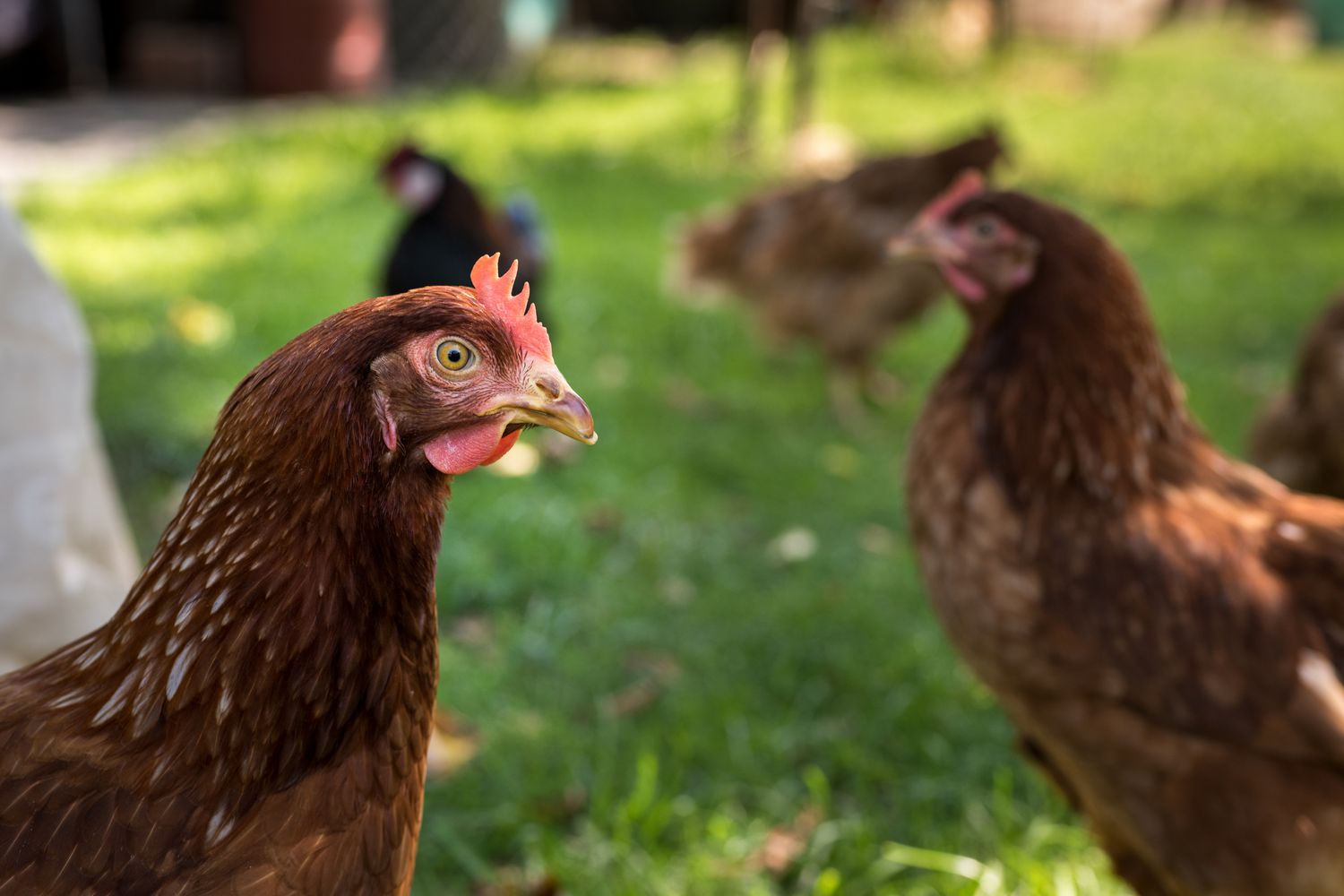 Egg laying hens at free range farm