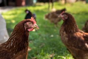 Egg laying hens at free range farm