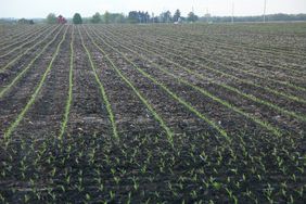 A field of emerging corn.