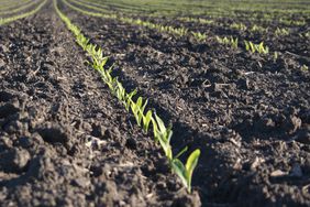 A line of corn emerging in a field.