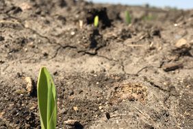 Corn beginning to emerge.