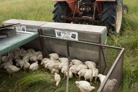 chickens-pasture