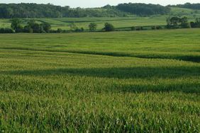 farm field