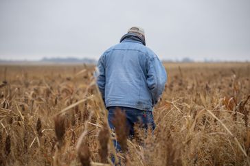 A farmer in a blue jacket walks through a brown grassy field with his back to the camera