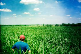 A farmer looking into a corn field.