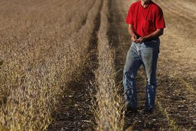 A farmer stops to inspect his soybean field.