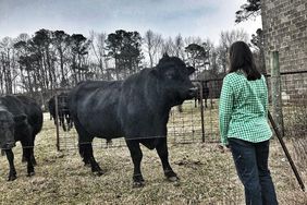 Cattle at fence